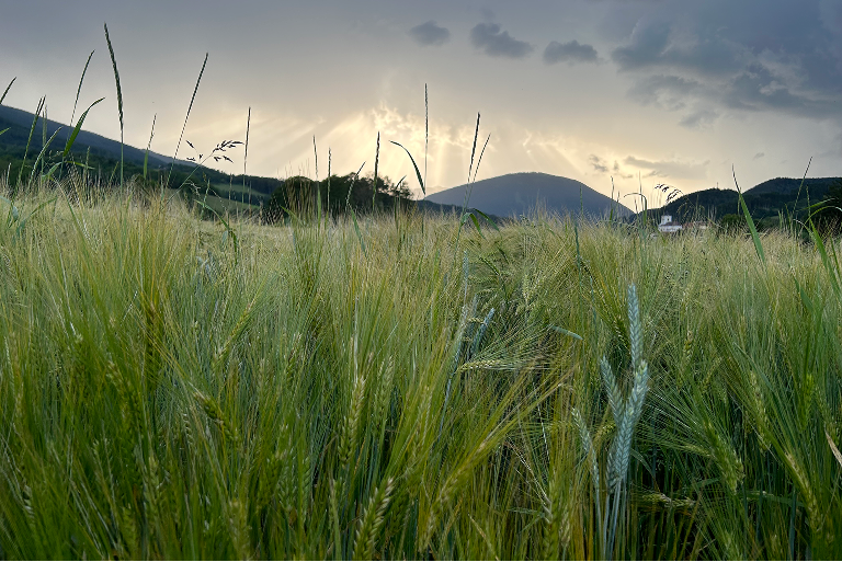 Grain field